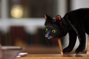 Filming Bewick's Mambo